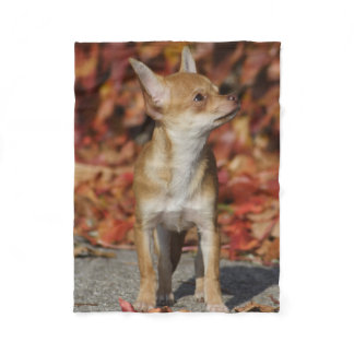 Brown Chihuahua Puppy Fleece Blanket