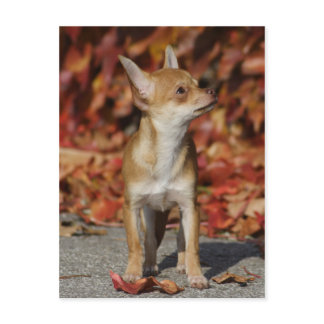 Brown Chihuahua Puppy Postcard