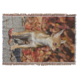 Brown Chihuahua Puppy Throw Blanket
