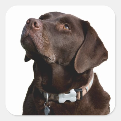 Brown Chocolate Labrador Retriever Puppy Dog Square Sticker