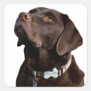 Brown Chocolate Labrador Retriever Puppy Dog Square Sticker