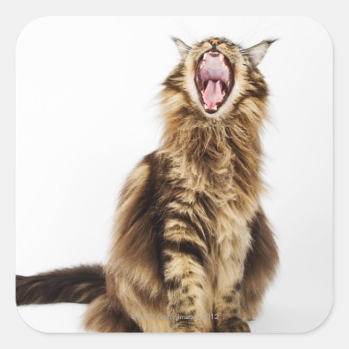 Brown Classic Main Coon Tabby Square Sticker