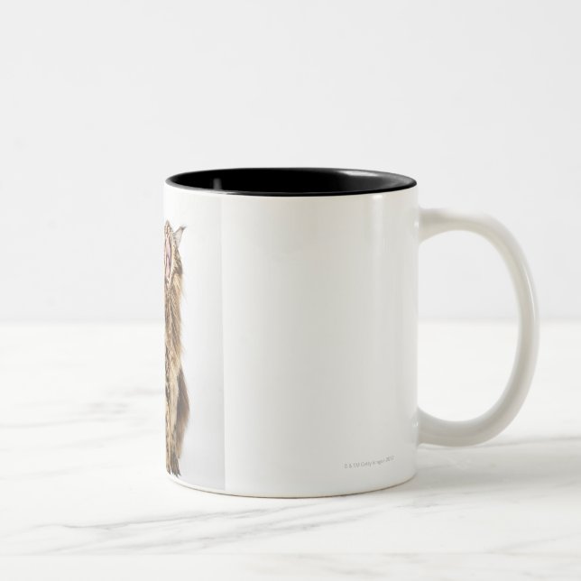 Brown Classic Main Coon Tabby Two-Tone Coffee Mug (Right)
