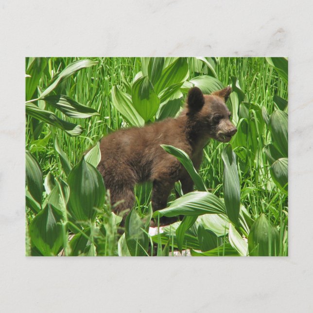 Brown Colored Black Bear Cub, Yosemite Postcard (Front)