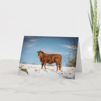 Brown Cow In A Snow Covered Field Card by Jez224 at Zazzle