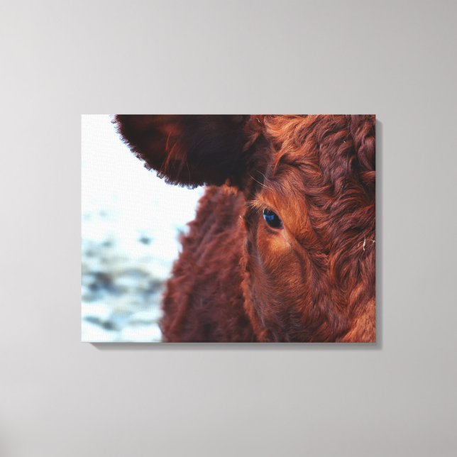 Brown cow portrait canvas print (Front)