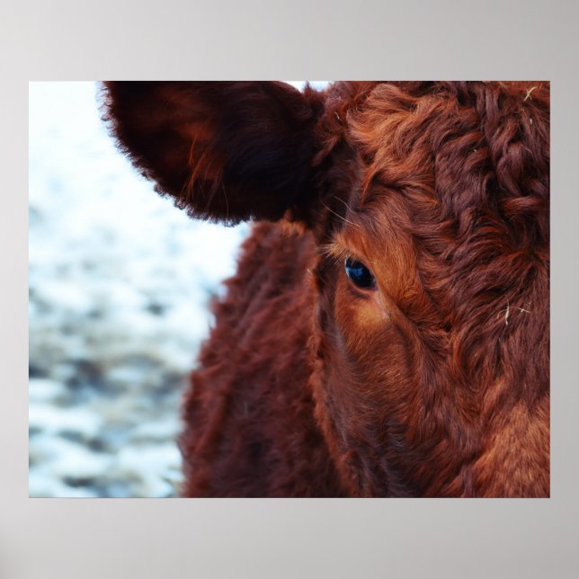 Brown cow portrait poster (Front)