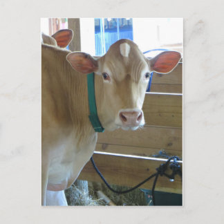 Brown Cow Postcard