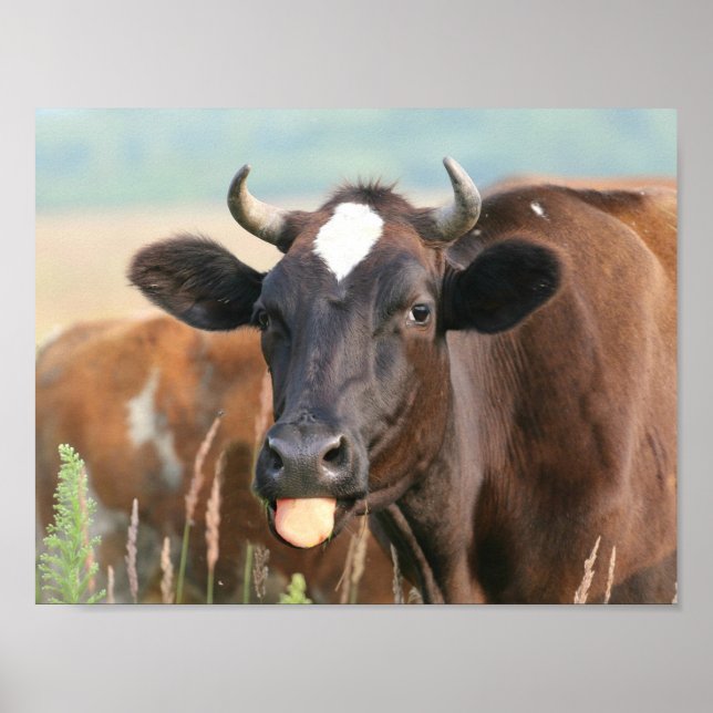 Brown Cow Sticking Tongue Out Funny Humorous Cute Poster (Front)