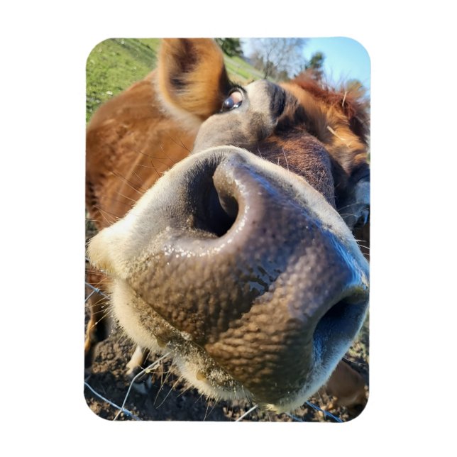 Brown Cow Super Close-Up Magnet (Vertical)