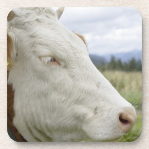 Brown cow with a sign in it?s ear on a feedlot, beverage coaster