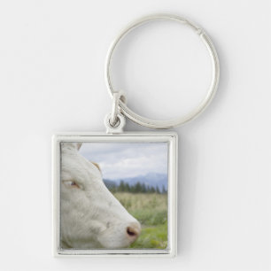 Brown cow with a sign in it?s ear on a feedlot, keychain