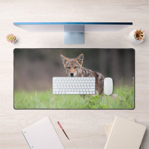 Brown Coyote, Canadian Wildlife Photography Desk Mat