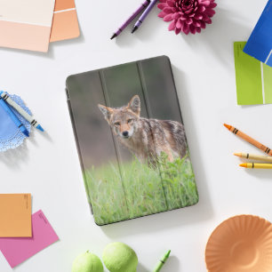 Brown Coyote, Canadian Wildlife Photography iPad Pro Cover