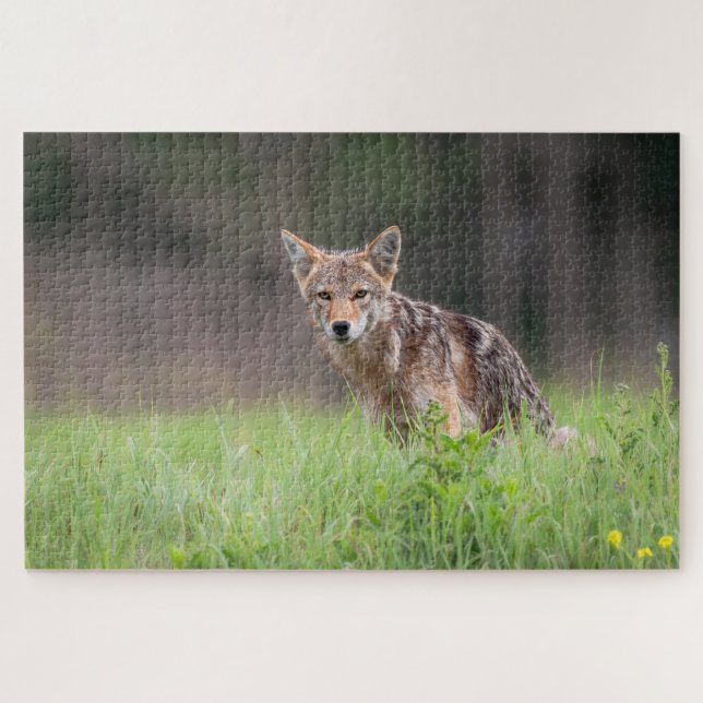 Brown Coyote, Canadian Wildlife Photography Jigsaw Puzzle (Horizontal)