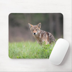 Brown Coyote, Canadian Wildlife Photography Mouse Pad