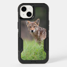 Brown Coyote, Canadian Wildlife Photography