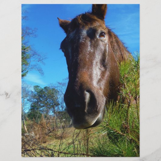Brown & Cream Colored Horse blue sky (Front)