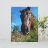 Brown & Cream Colored Horse blue sky (Standing Front)