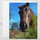 Brown & Cream Colored Horse blue sky (Front/Back)