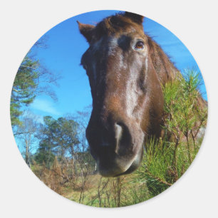 Brown & Cream Colored Horse blue sky Classic Round Sticker