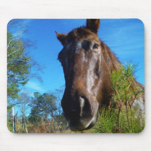 Brown & Cream Colored Horse blue sky Mouse Pad