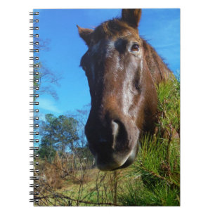 Brown & Cream Colored Horse blue sky Notebook