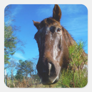 Brown & Cream Colored Horse blue sky Square Sticker