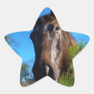 Brown & Cream Colored Horse blue sky Star Sticker