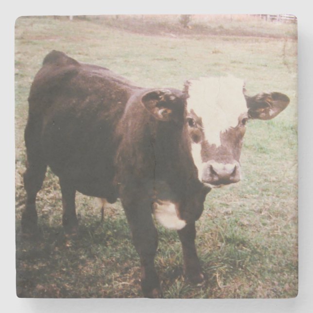Brown Cream Cow Stone Coaster (Front)