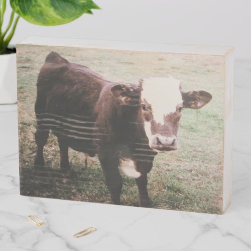 Brown Cream Cow Wooden Box Sign