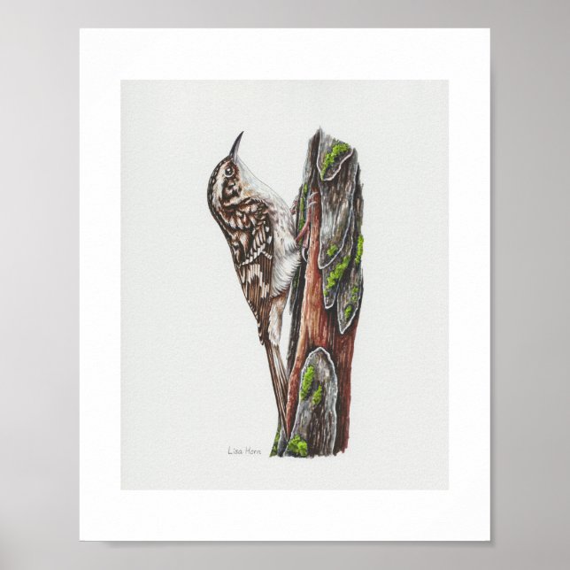 Brown Creeper Art Print (Front)