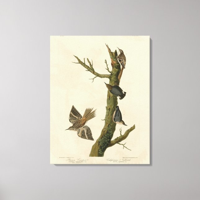 Brown Creeper, Pygmy Nuthatch from Audubon's Birds Canvas Print (Front)