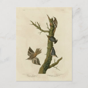Brown Creeper, Pygmy Nuthatch from Audubon's Birds Postcard