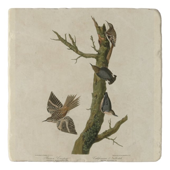 Brown Creeper, Pygmy Nuthatch from Audubon's Birds Trivet (Front)