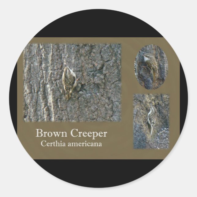 Brown Creeper Songbird Coordinating Items Classic Round Sticker (Front)