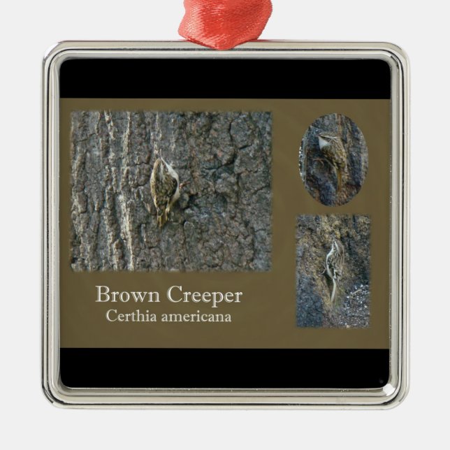 Brown Creeper Songbird Coordinating Items Metal Ornament (Front)
