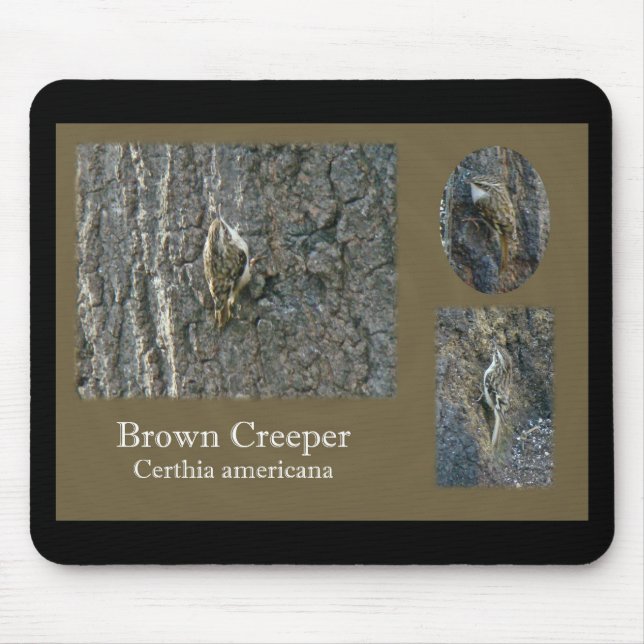 Brown Creeper Songbird Coordinating Items Mouse Pad (Front)