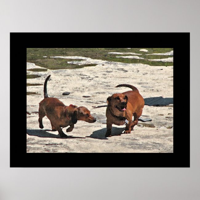 Brown Dachshund Dogs Poster