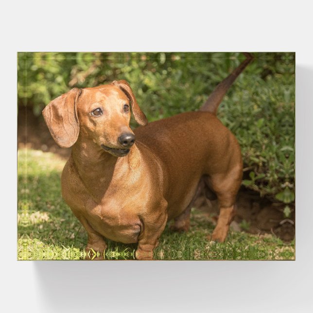 Brown Dachshund - Doxie Paperweight (Front)