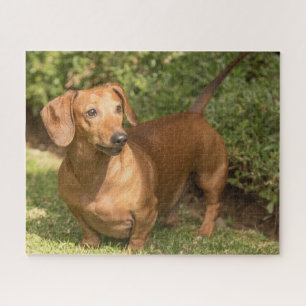 Brown Dachshund Jigsaw Puzzle