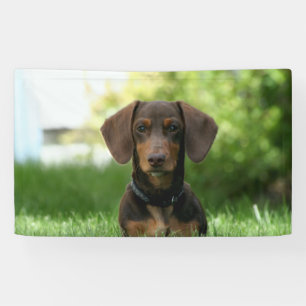 Brown Dachshund Puppy Banner