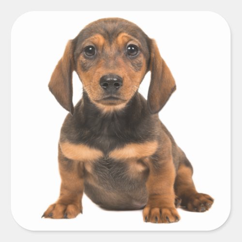 Brown Dachshund Puppy Dog Love Heart Square Sticker