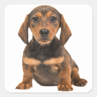 Brown Dachshund Puppy Dog Love Heart Square Sticker