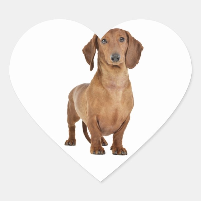 Brown Dachshund Puppy Dog Love Heart Sticker (Front)