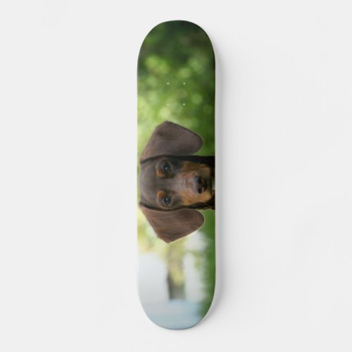Brown Dachshund Puppy Skateboard