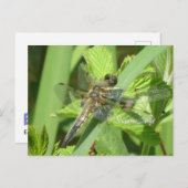 Brown Dragonfly DIY Postcard (Front/Back)