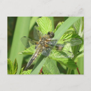 Brown Dragonfly DIY Postcard
