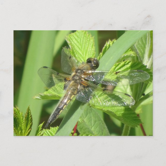 Brown Dragonfly DIY Postcard (Front)