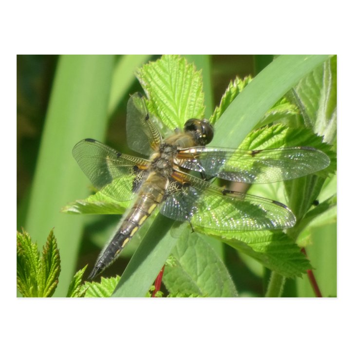 Brown Dragonfly DIY Postcard